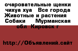 очаровательные щенки чихуа-хуа - Все города Животные и растения » Собаки   . Мурманская обл.,Кировск г.